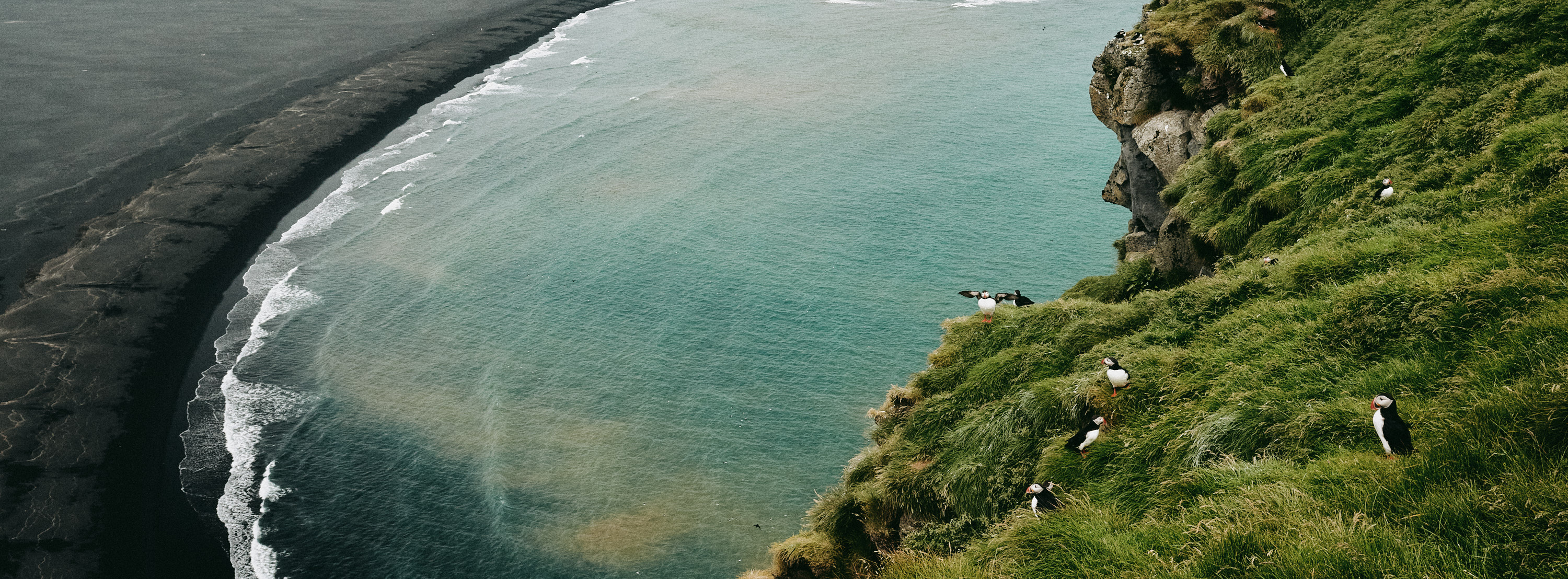 Puffins on Ingólfshöfði, Iceland