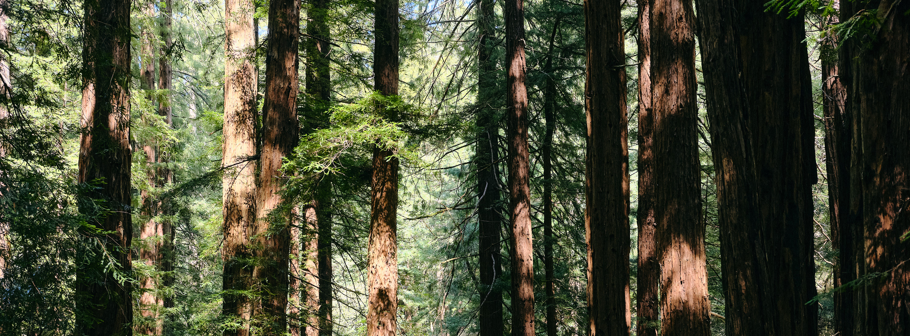 Redwoods of Muir Woods